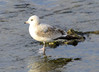 Ime datoteke: sivi galeb~0.JPG
Velikost datoteke: 189kB
Dimenzija: 800x579
Datum objave: 19. januar 2012 sivi galeb~0.JPG