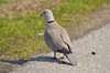 Ime datoteke: turska grlica~0.jpg
Velikost datoteke: 133kB
Dimenzija: 900x596
Datum objave: 4. april 2013 turska grlica~0.jpg