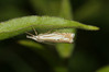 Ime datoteke: crambus~0.JPG
Velikost datoteke: 142kB
Dimenzija: 900x600
Datum objave: 28. julij 2018 crambus~0.JPG