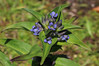 Ime datoteke: cruciata~0.JPG
Velikost datoteke: 178kB
Dimenzija: 900x600
Datum objave: 5. avgust 2020 cruciata~0.JPG