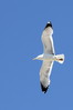 Ime datoteke: galeb~0.JPG
Velikost datoteke: 170kB
Dimenzija: 533x800
Datum objave: 10. julij 2014 galeb~0.JPG