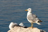 Ime datoteke: galeb~1.JPG
Velikost datoteke: 191kB
Dimenzija: 800x534
Datum objave: 21. september 2014 galeb~1.JPG