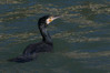 Ime datoteke: kormoran~0.JPG
Velikost datoteke: 191kB
Dimenzija: 900x601
Datum objave: 17. januar 2016 kormoran~0.JPG