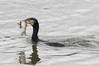 Ime datoteke: kormoran~1.JPG
Velikost datoteke: 187kB
Dimenzija: 900x601
Datum objave: 8. februar 2017 kormoran~1.JPG