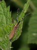 Ime datoteke: kozlicek~6.JPG
Velikost datoteke: 225kB
Dimenzija: 677x900
Datum objave: 15. maj 2016 kozlicek~6.JPG