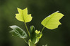 Ime datoteke: list~0.JPG
Velikost datoteke: 147kB
Dimenzija: 900x602
Datum objave: 12. april 2016 list~0.JPG