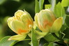 tulipanovec.JPG