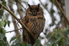 097 Long-Eared Owl.JPG