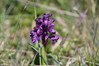 344 Green-Winged Orchid.JPG