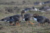 345 Greater White-Fronted Goose.JPG