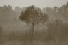 399 A Tree in a Misty Morning.JPG