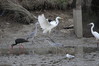 446 Great White Egret, Black Stork, Grey Heron, Black-Headed Gull, Hooded Crow.JPG