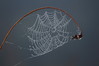 665 Spider Web Covered in Dew Drops.JPG