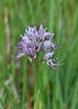 Orchis IMG_1131.jpg
