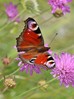 metulj IMG_1575.jpg