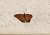 metulj IMG_9855.jpg