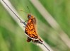 metulj pisancek pikasti IMG_2602.jpg
