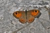 metulj skalnik IMG_1676.jpg