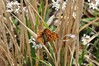 metulj tratar mali IMG_4619.jpg