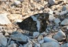 metulj veliki gozdnik IMG_9407.jpg