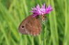 metulj zametni modrook IMG_8977.jpg