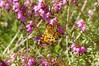 P1020818 rumeni metulj.jpg