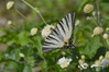 Ime datoteke: _DSC5091~0.JPG
Velikost datoteke: 224kB
Dimenzija: 1024x681
Datum objave: 18. avgust 2019 _DSC5091~0.JPG