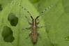 Ime datoteke: Agapanthia villosoviridescens~0.jpg
Velikost datoteke: 283kB
Dimenzija: 1200x800
Datum objave: 13. maj 2018 Agapanthia villosoviridescens~0.jpg