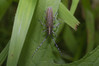 Ime datoteke: Agapanthia villosoviridescens~1.jpg
Velikost datoteke: 216kB
Dimenzija: 1200x800
Datum objave: 10. junij 2019 Agapanthia villosoviridescens~1.jpg