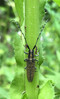 Agapanthia villosoviridescens.jpg