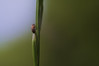 Anaspis maculata.jpg