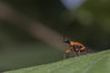 Ime datoteke: Apoderus coryli~0.jpg
Velikost datoteke: 201kB
Dimenzija: 1200x800
Datum objave: 30. avgust 2018 Apoderus coryli~0.jpg