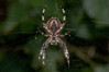 Ime datoteke: Araneus diadematus~0.jpg
Velikost datoteke: 240kB
Dimenzija: 1200x800
Datum objave: 8. september 2018 Araneus diadematus~0.jpg
