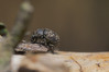 Ime datoteke: Brachytarsus nebulosus~0.jpg
Velikost datoteke: 256kB
Dimenzija: 1200x800
Datum objave: 21. marec 2019 Brachytarsus nebulosus~0.jpg