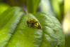 Ime datoteke: Cassida subreticulata~0.jpg
Velikost datoteke: 262kB
Dimenzija: 1200x800
Datum objave: 26. maj 2019 Cassida subreticulata~0.jpg