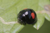 Ime datoteke: Chilocorus renipustulatus~0.jpg
Velikost datoteke: 191kB
Dimenzija: 1200x800
Datum objave: 18. oktober 2018 Chilocorus renipustulatus~0.jpg