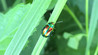 Ime datoteke: Chrysolina fastuosa~0.jpg
Velikost datoteke: 208kB
Dimenzija: 800x447
Datum objave: 20. julij 2017 Chrysolina fastuosa~0.jpg
