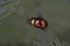 Ime datoteke: Chrysolina fastuosa~1.jpg
Velikost datoteke: 269kB
Dimenzija: 1200x800
Datum objave: 30. maj 2018 Chrysolina fastuosa~1.jpg