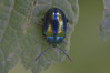 Ime datoteke: Chrysolina fastuosa~2.jpg
Velikost datoteke: 274kB
Dimenzija: 1200x800
Datum objave: 16. junij 2018 Chrysolina fastuosa~2.jpg