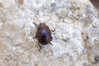 Ime datoteke: Chrysolina hemisphaerica purpurascens~0.jpg
Velikost datoteke: 280kB
Dimenzija: 1200x800
Datum objave: 22. marec 2019 Chrysolina hemisphaerica purpurascens~0.jpg