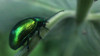 Ime datoteke: Chrysolina herbacea~0.jpg
Velikost datoteke: 285kB
Dimenzija: 900x505
Datum objave: 20. avgust 2017 Chrysolina herbacea~0.jpg