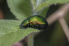 Ime datoteke: Chrysolina herbacea~1.jpg
Velikost datoteke: 223kB
Dimenzija: 1200x800
Datum objave: 30. september 2018 Chrysolina herbacea~1.jpg