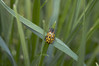 Ime datoteke: Chrysomela vigintipunctata2~0.jpg
Velikost datoteke: 218kB
Dimenzija: 1200x800
Datum objave: 8. april 2019 Chrysomela vigintipunctata2~0.jpg