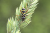 Ime datoteke: Clytus arietis~0.jpg
Velikost datoteke: 266kB
Dimenzija: 1200x800
Datum objave: 28. april 2019 Clytus arietis~0.jpg