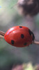 Ime datoteke: Coccinella septempunctata~0.jpg
Velikost datoteke: 285kB
Dimenzija: 507x900
Datum objave: 14. oktober 2017 Coccinella septempunctata~0.jpg