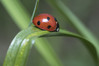 Ime datoteke: Coccinella septempunctata~1.jpg
Velikost datoteke: 270kB
Dimenzija: 1200x800
Datum objave: 9. april 2018 Coccinella septempunctata~1.jpg
