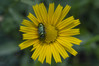 Ime datoteke: Cryptocephalus aureolus~0.jpg
Velikost datoteke: 266kB
Dimenzija: 1200x800
Datum objave: 17. maj 2019 Cryptocephalus aureolus~0.jpg