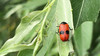 Ime datoteke: Cryptocephalus bipunctatus~0.jpg
Velikost datoteke: 259kB
Dimenzija: 800x448
Datum objave: 26. junij 2017 Cryptocephalus bipunctatus~0.jpg