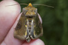 Ime datoteke: Diachrysia chrysitis~0.jpg
Velikost datoteke: 232kB
Dimenzija: 1200x800
Datum objave: 5. maj 2018 Diachrysia chrysitis~0.jpg