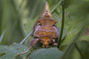 Ime datoteke: Diachrysia chrysitis2~0.jpg
Velikost datoteke: 251kB
Dimenzija: 1200x800
Datum objave: 5. maj 2018 Diachrysia chrysitis2~0.jpg